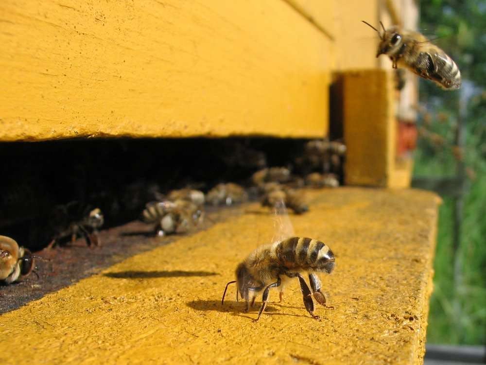 Mehiläiset siirtotyöläisinä
