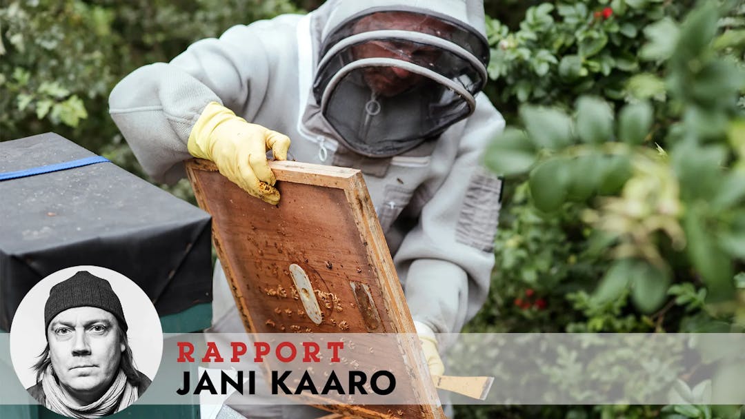 Pelastetaan pölyttäjät – mehiläisiltä
